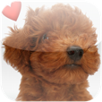 【世界の犬図鑑３４７選】愛犬家必携！世界の犬347種を図鑑形式で見て楽しめるアプリ。