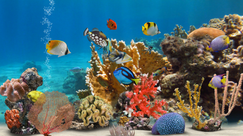 美しすぎる ひらひらと泳ぐ熱帯魚を眺められるバーチャル水槽アプリ Myreef 3d Aquarium 2 Hd